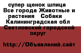 супер щенок шпица - Все города Животные и растения » Собаки   . Калининградская обл.,Светловский городской округ 